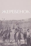 Жеребенок