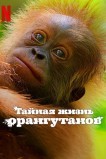 Тайная жизнь орангутанов