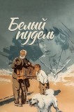 Белый пудель